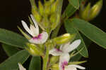 Narrowleaf lespedeza